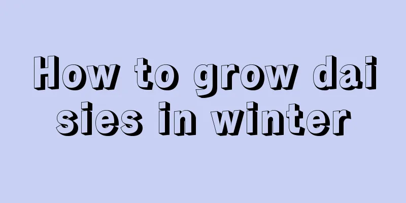 How to grow daisies in winter