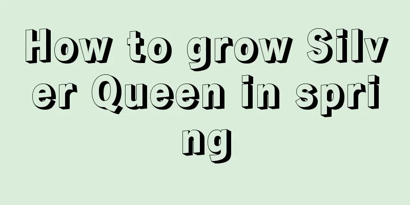 How to grow Silver Queen in spring