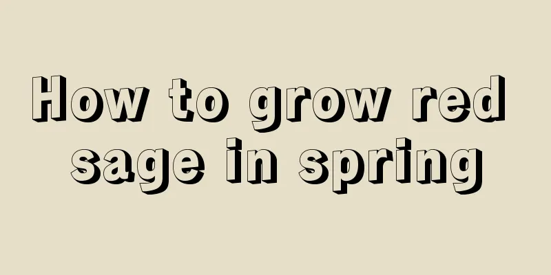 How to grow red sage in spring