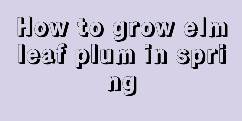 How to grow elmleaf plum in spring