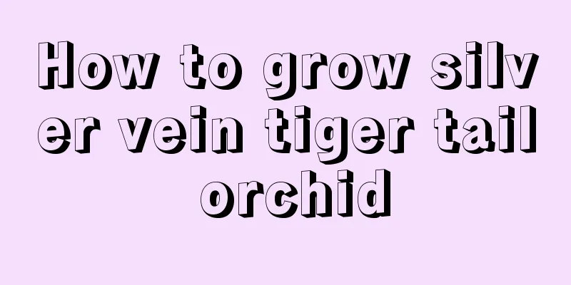 How to grow silver vein tiger tail orchid