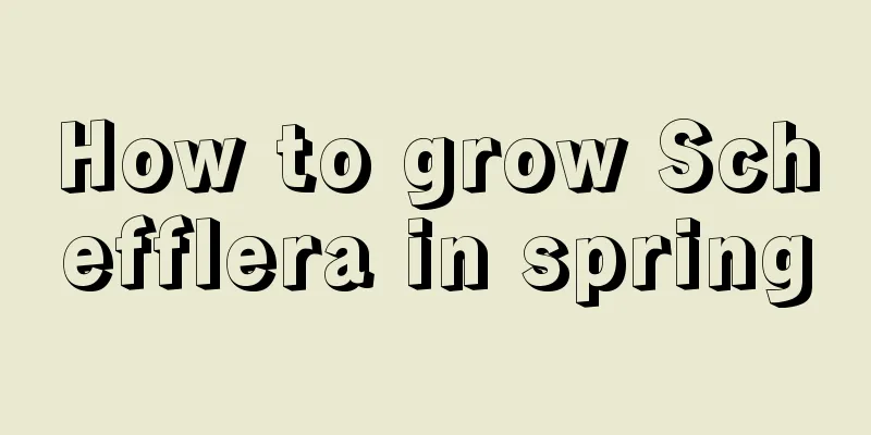 How to grow Schefflera in spring