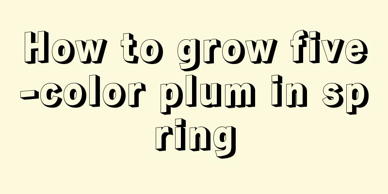 How to grow five-color plum in spring