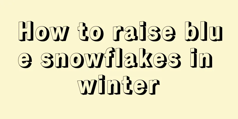 How to raise blue snowflakes in winter