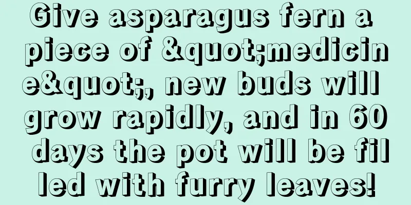 Give asparagus fern a piece of "medicine", new buds will grow rapidly, and in 60 days the pot will be filled with furry leaves!