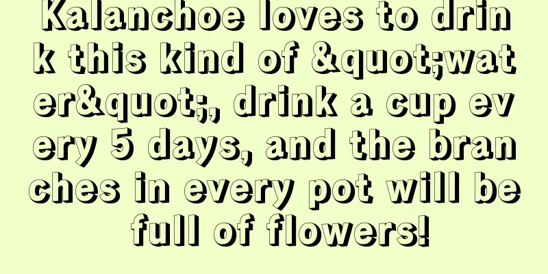 Kalanchoe loves to drink this kind of "water", drink a cup every 5 days, and the branches in every pot will be full of flowers!