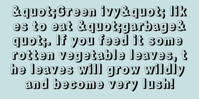 "Green ivy" likes to eat "garbage". If you feed it some rotten vegetable leaves, the leaves will grow wildly and become very lush!