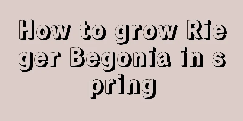 How to grow Rieger Begonia in spring