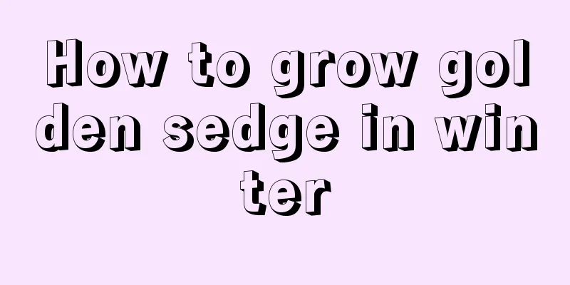 How to grow golden sedge in winter