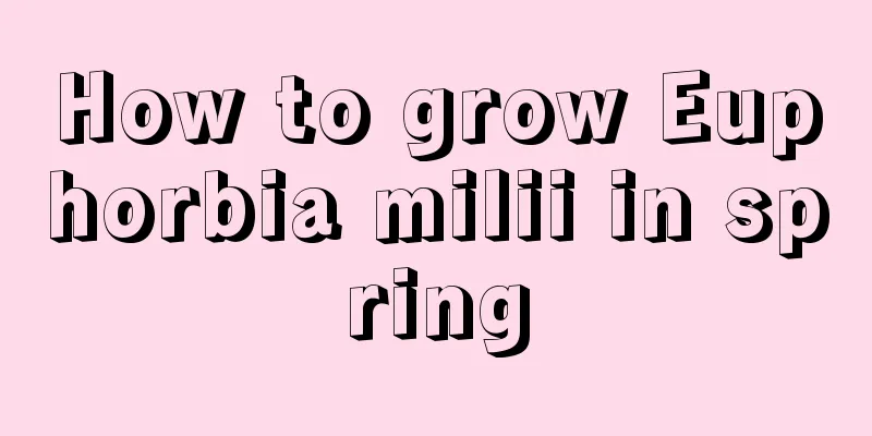 How to grow Euphorbia milii in spring