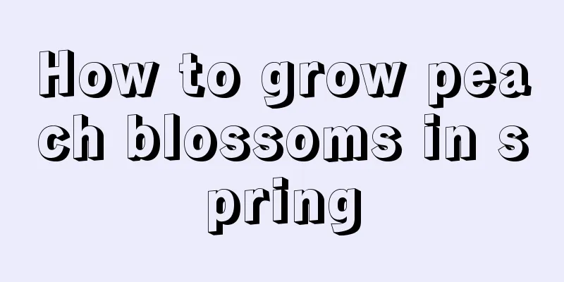 How to grow peach blossoms in spring