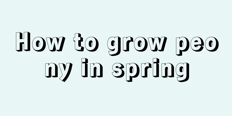 How to grow peony in spring