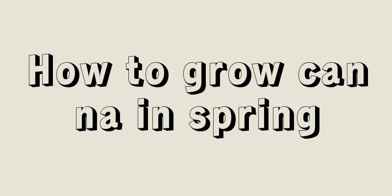 How to grow canna in spring