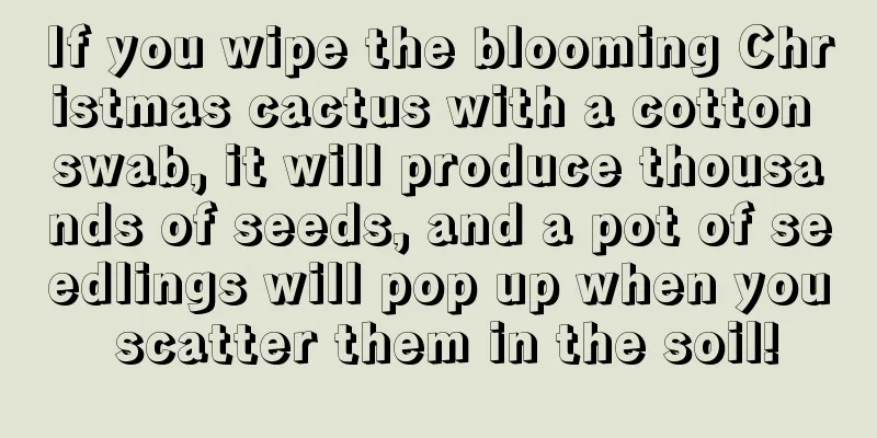 If you wipe the blooming Christmas cactus with a cotton swab, it will produce thousands of seeds, and a pot of seedlings will pop up when you scatter them in the soil!