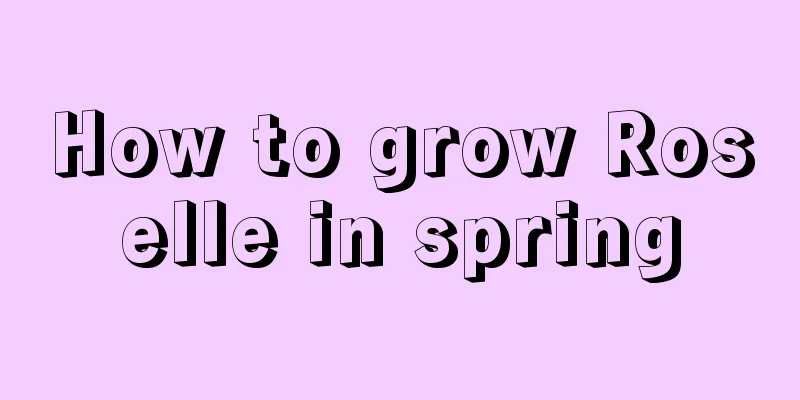 How to grow Roselle in spring