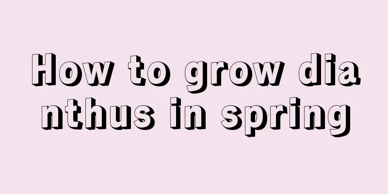 How to grow dianthus in spring