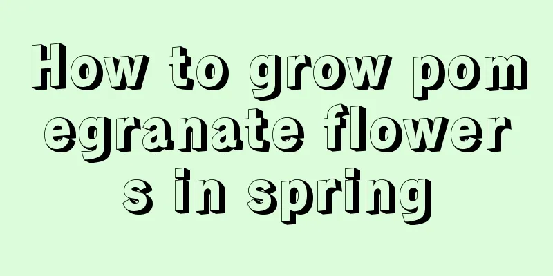 How to grow pomegranate flowers in spring