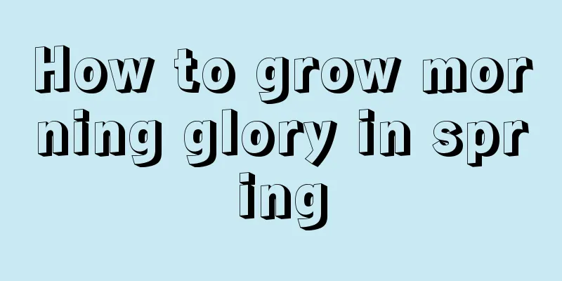 How to grow morning glory in spring