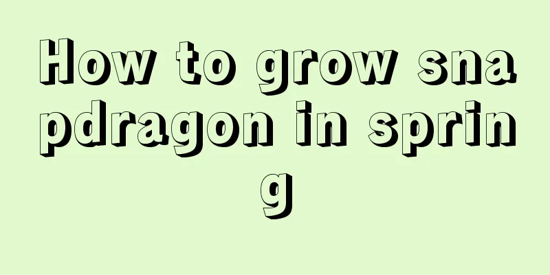 How to grow snapdragon in spring