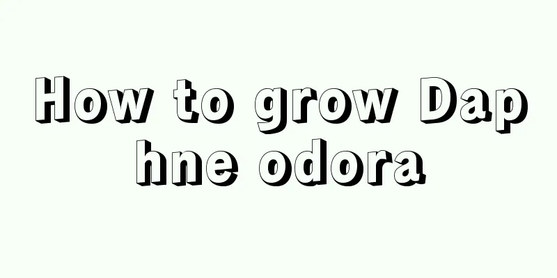 How to grow Daphne odora