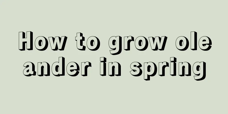 How to grow oleander in spring