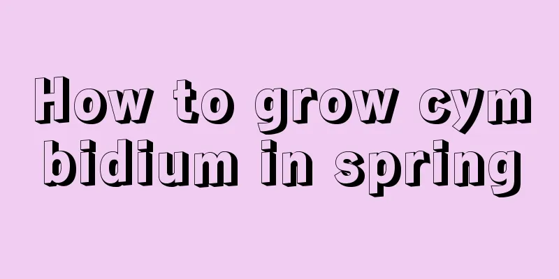 How to grow cymbidium in spring