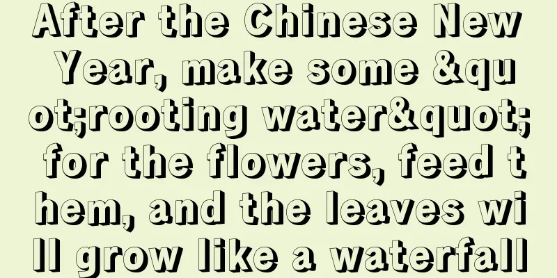 After the Chinese New Year, make some "rooting water" for the flowers, feed them, and the leaves will grow like a waterfall