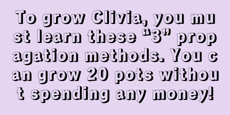 To grow Clivia, you must learn these “3” propagation methods. You can grow 20 pots without spending any money!