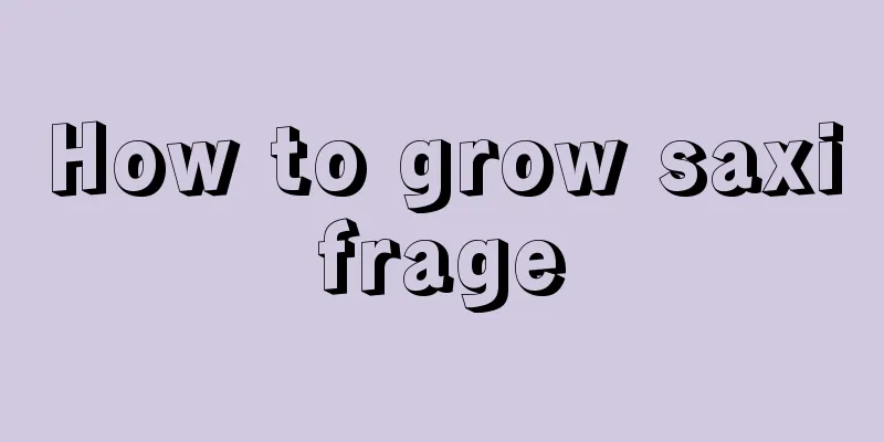 How to grow saxifrage