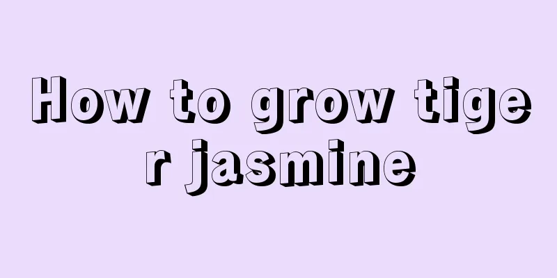 How to grow tiger jasmine