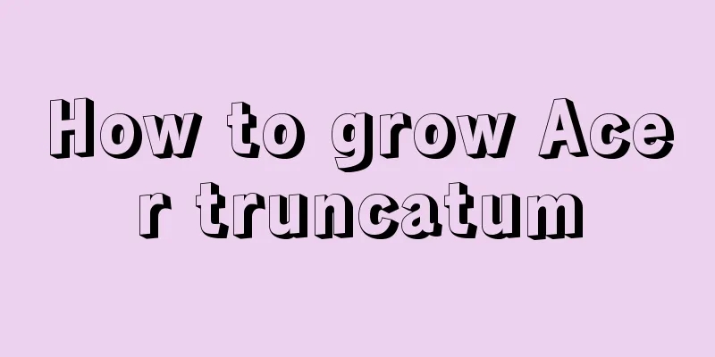 How to grow Acer truncatum