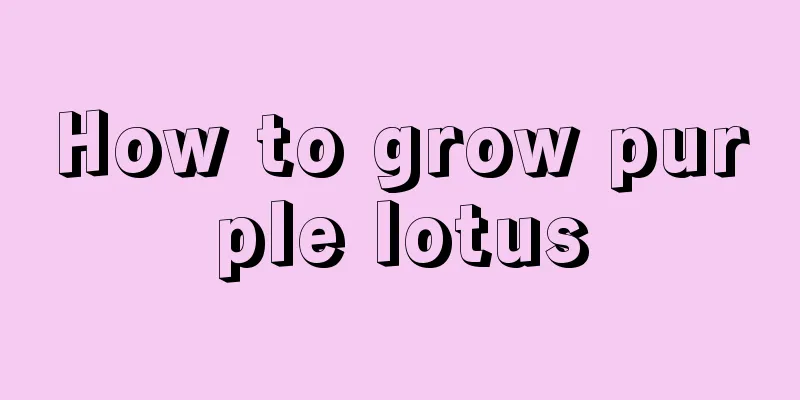 How to grow purple lotus