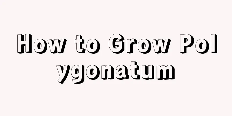 How to Grow Polygonatum