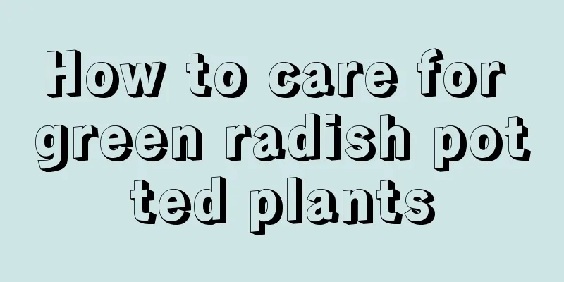 How to care for green radish potted plants