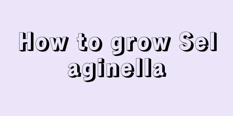 How to grow Selaginella