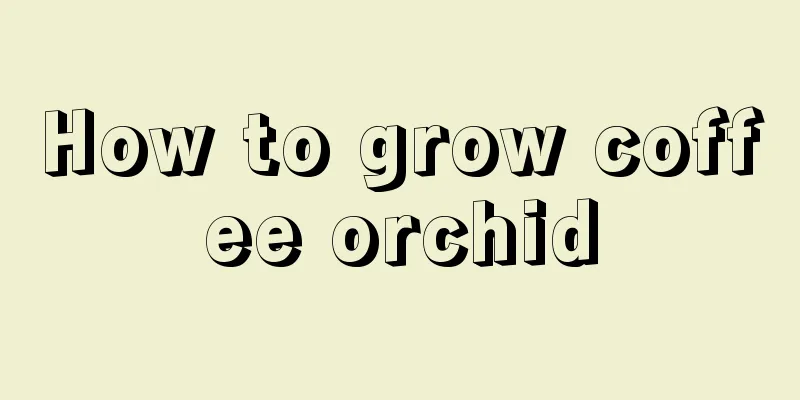 How to grow coffee orchid