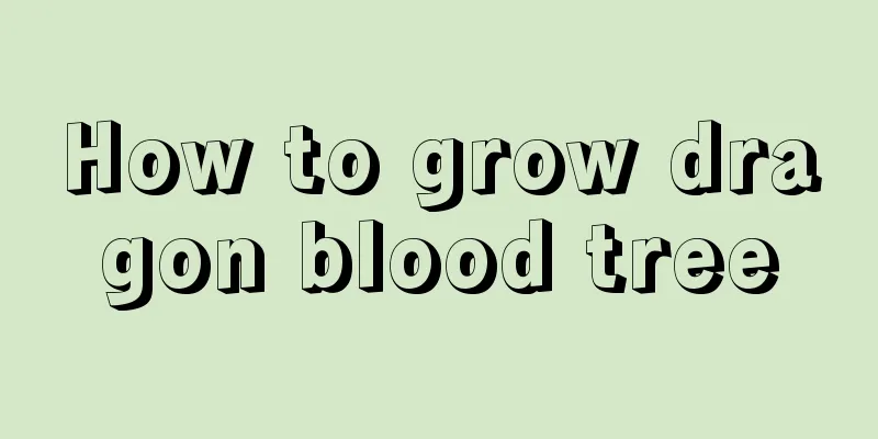 How to grow dragon blood tree