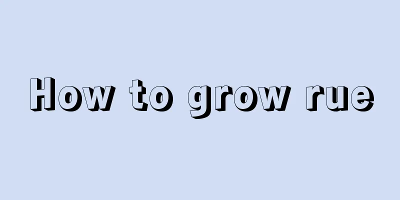 How to grow rue