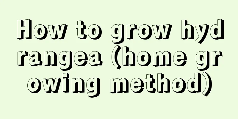 How to grow hydrangea (home growing method)