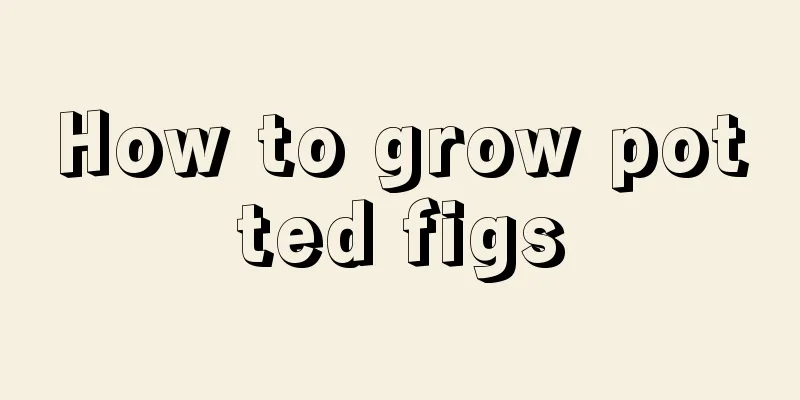 How to grow potted figs