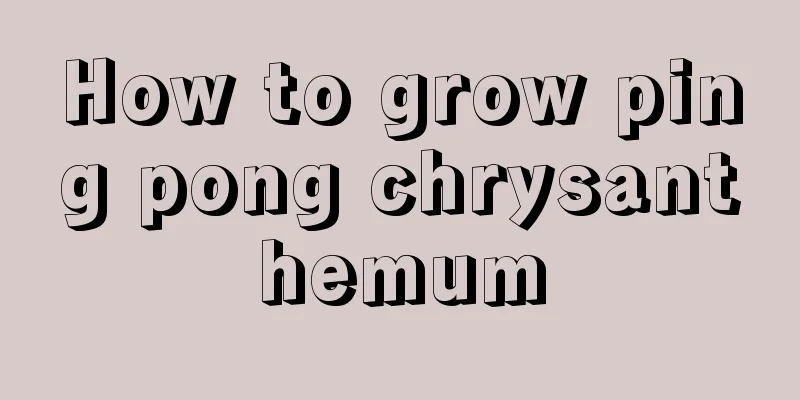 How to grow ping pong chrysanthemum