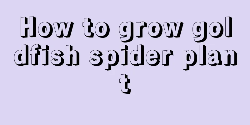 How to grow goldfish spider plant