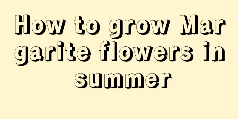 How to grow Margarite flowers in summer