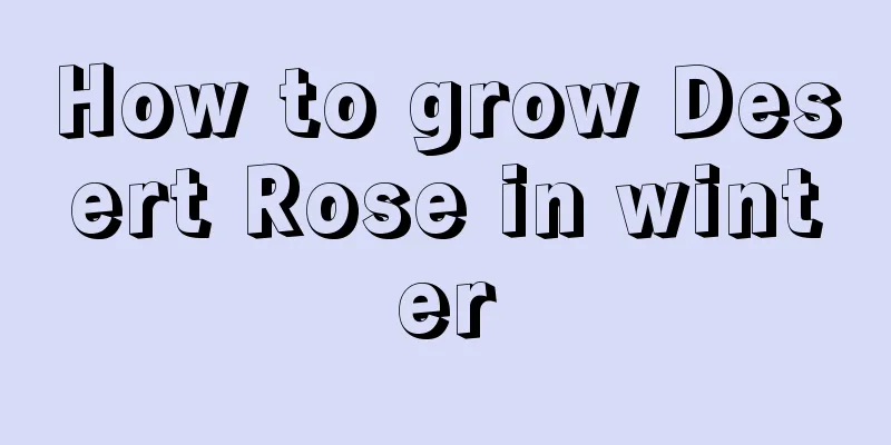 How to grow Desert Rose in winter