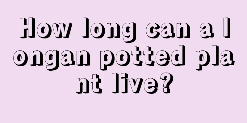 How long can a longan potted plant live?