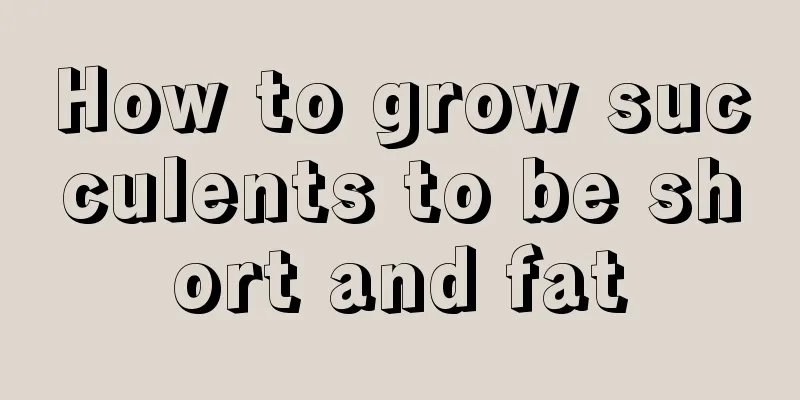 How to grow succulents to be short and fat