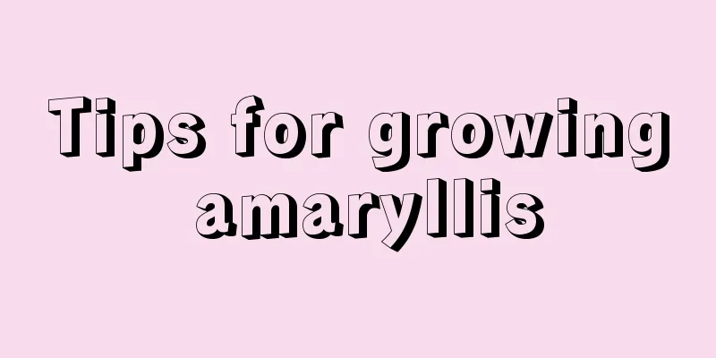 Tips for growing amaryllis