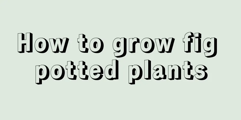 How to grow fig potted plants