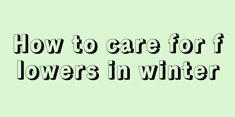 How to care for flowers in winter