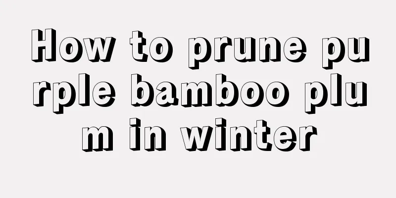 How to prune purple bamboo plum in winter